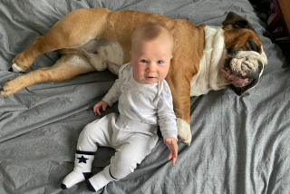 Illustration de l'article : Ce Bouledogue se lie immédiatement d’amitié unique et sincère avec le bébé de ses maîtres