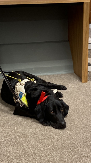 Illustration de l'article : Le responsable d’un restaurant refuse de laisser entrer un homme aveugle et son chien-guide dans l’établissement