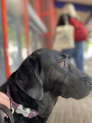 Illustration de l'article : Le responsable d’un restaurant refuse de laisser entrer un homme aveugle et son chien-guide dans l’établissement