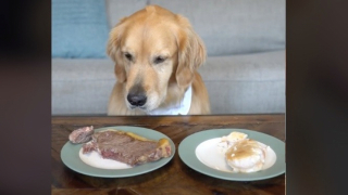 Illustration de l'article : Test de résistance à la tentation pour cette Golden Retriever face à deux steaks appétissants