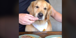 Illustration de l'article : Test de résistance à la tentation pour cette Golden Retriever face à deux steaks appétissants