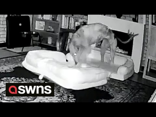 Illustration de l'article : Un Lévrier ingénieux crée son propre lit double en réaménageant le salon de ses maîtres 