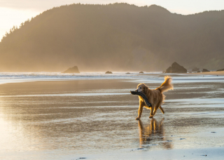 Illustration de l'article : Faites attentions aux tempêtes de sable sur les plages, vos chiens en sont les premières victimes !