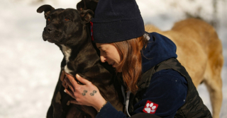 Illustration de l'article : Ils recueillent 60 chiens errants pour les protéger lors de la période hivernale