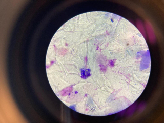 Illustration de l'article : Les maladies de peau infectieuses du chien