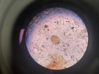 Illustration de l'article : Les maladies de peau infectieuses du chien