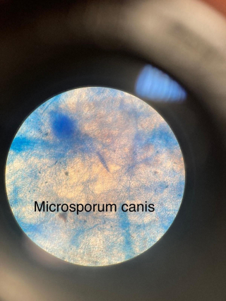 Illustration de l'article : Les maladies de peau infectieuses du chien