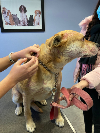 Illustration de l'article : Les maladies de peau infectieuses du chien