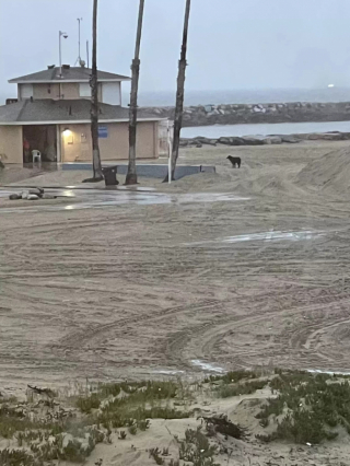 Illustration de l'article : Des bénévoles et le maître d’un chien perdu sur une plage ont dû faire preuve d’une grande imagination pour le retrouver