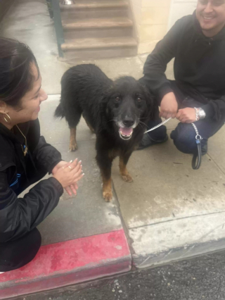 Illustration de l'article : Des bénévoles et le maître d’un chien perdu sur une plage ont dû faire preuve d’une grande imagination pour le retrouver