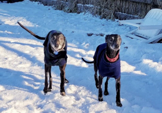 Illustration de l'article : Victimes de maltraitance, ces chiens ont été retrouvés par hasard par des policiers