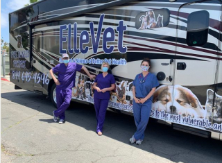 Illustration de l'article : Ce chien errant, dans un très mauvais état et couvert d’épines de porc-épic, commence une nouvelle vie grâce à l’arrivée inespérée de bénévoles