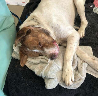 Illustration de l'article : Ce chien errant, dans un très mauvais état et couvert d’épines de porc-épic, commence une nouvelle vie grâce à l’arrivée inespérée de bénévoles