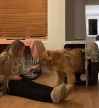 Illustration de l'article : Ce Golden Retriever, sauvé du commerce de la viande en Chine, démarre enfin une nouvelle vie avec ses nouveaux maîtres (vidéo)