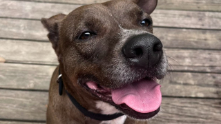 Illustration de l'article : Le chien le plus ancien du refuge trouve enfin un nouveau foyer après 566 jours d’attente 