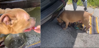 Illustration de l'article : Témoin de l’abandon d’un Pitbull, cet automobiliste découvre qu’il s’agissait d’un chien volé depuis plus d’un an 