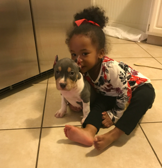 Illustration de l'article : Cette famille n’a jamais perdu l’espoir de revoir ses 2 Pitbulls, disparus il y a plus de 3 ans (vidéo)