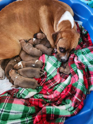 Illustration de l'article : L’histoire de Ginger, une chienne Boxer abandonnée alors qu’elle était sur le point de donner naissance à ses chiots