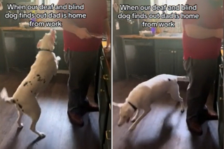 Illustration de l'article : L’adorable réaction de Morty, un chien sourd et aveugle, lorsqu’il se rend compte que son maître est rentré (vidéo)