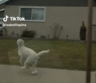 Illustration de l'article : L’adorable moment où ce Goldendoodle saute par la fenêtre de la voiture, afin de rejoindre son meilleur ami au plus vite (vidéo)