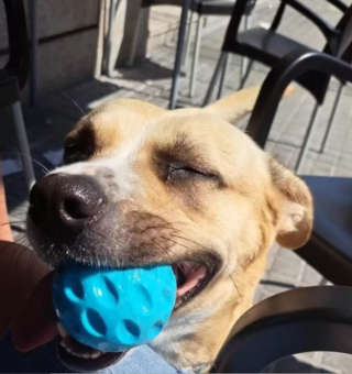 Illustration de l'article : Une chienne profite de l’inattention de sa maîtresse pour plonger dans l’eau d’une fontaine