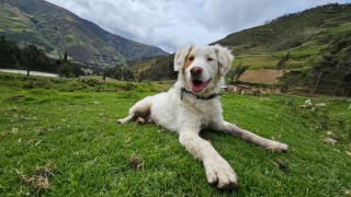 Illustration de l'article : Lors d’un shooting photo de mariage, un chien décide de voler la vedette aux mariés 