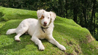 Illustration de l'article : Lors d’un shooting photo de mariage, un chien décide de voler la vedette aux mariés 