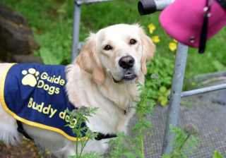 Illustration de l'article : Une chienne d’assistance redonne le sourire à une jeune fille atteinte de déficience visuelle