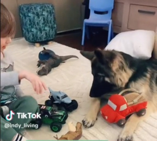 Illustration de l'article : Ce Berger Allemand intelligent imite son jeune ami humain en jouant avec lui avec son camion jouet