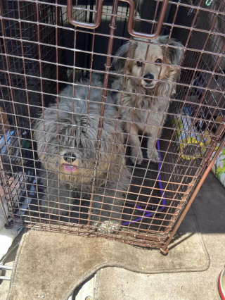 Illustration de l'article : Deux chiens insérables abandonnés retrouvent l'espoir ensemble et aspirent à une vie meilleure