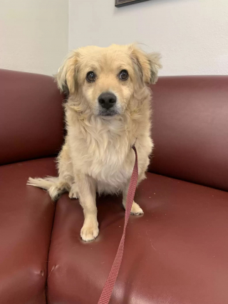 Illustration de l'article : Deux chiens insérables abandonnés retrouvent l'espoir ensemble et aspirent à une vie meilleure