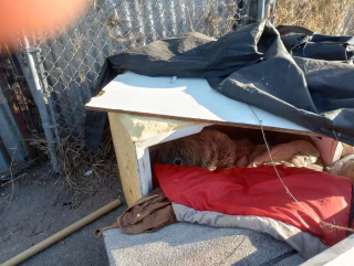 Illustration de l'article : Deux chiens insérables abandonnés retrouvent l'espoir ensemble et aspirent à une vie meilleure