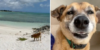 Illustration de l'article : Malgré ses handicaps, ce chien se donne pour mission d’accompagner les touristes visiter son île paradisiaque