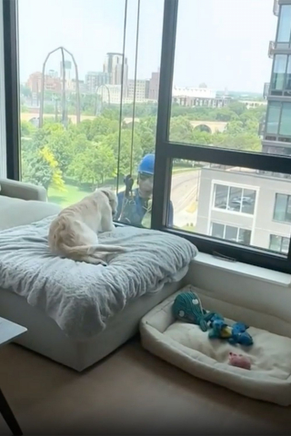 Illustration de l'article : Cet adorable chiot devient ami avec le laveur de fenêtres alors qu’il l’observe travailler à travers la vitre