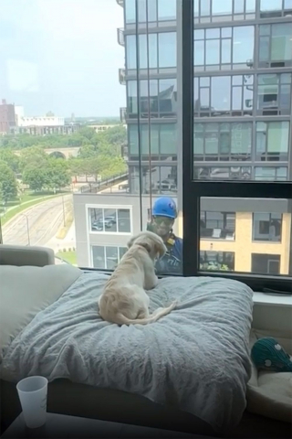 Illustration de l'article : Cet adorable chiot devient ami avec le laveur de fenêtres alors qu’il l’observe travailler à travers la vitre