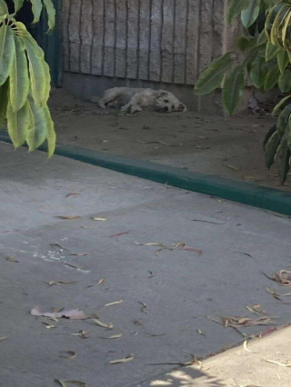 Illustration de l'article : Le sauvetage difficile de Mulligan, apeuré et errant dans les rues, sous un soleil de plomb 