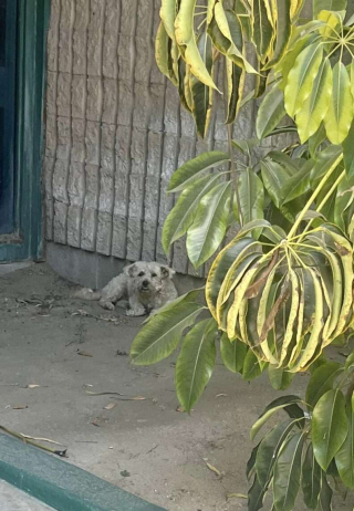 Illustration de l'article : Le sauvetage difficile de Mulligan, apeuré et errant dans les rues, sous un soleil de plomb 