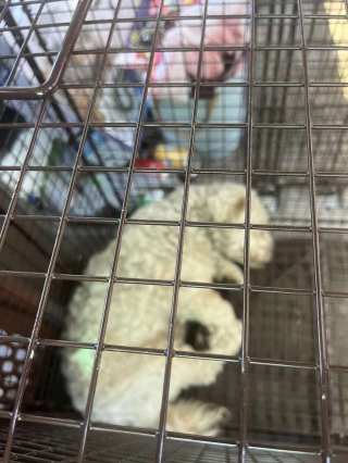 Illustration de l'article : Le sauvetage difficile de Mulligan, apeuré et errant dans les rues, sous un soleil de plomb 