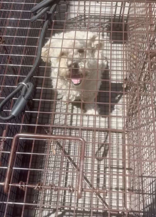 Illustration de l'article : Le sauvetage difficile de Mulligan, apeuré et errant dans les rues, sous un soleil de plomb 