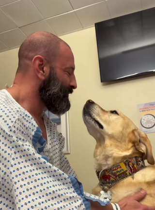 Illustration de l'article : Magnus, le Labrador Retriever, a pu rester au chevet de son maître durant tout son séjour à l’hôpital (vidéo)