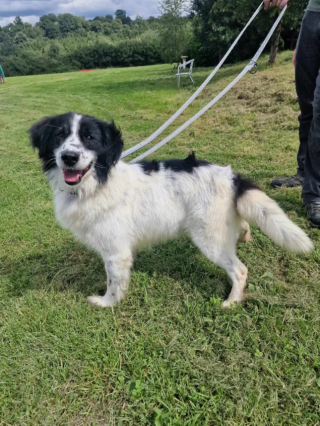 Illustration de l'article : Voici Sydney, un chien de rêve qui n’a pourtant toujours pas trouvé sa famille pour la vie