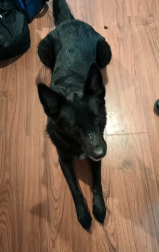 Illustration de l'article : Un refuge d’animaux tente un appel à l’adoption : les soignants ne s’attendaient pas à une telle mobilisation