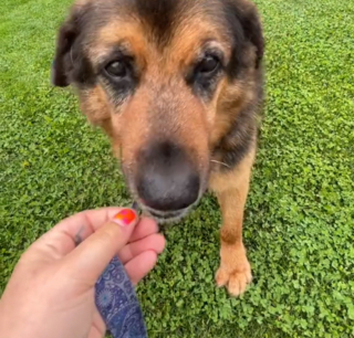 Illustration de l'article : Ce chien est tout heureux d’être enfin accueilli dans une nouvelle famille après 8 longues années d’attente dans un refuge 