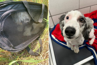 Illustration de l'article : Un chien abandonné dans un champ trouve une nouvelle vie grâce à un passant attentionné