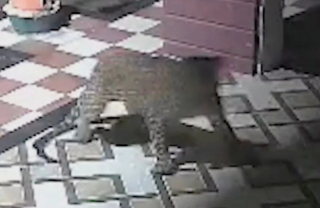 Illustration de l'article : Ce chien a fait preuve d’un courage exemplaire en repoussant le dangereux animal qui tentait de s’introduire dans la maison de ses propriétaires (vidéo)