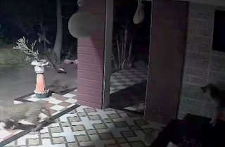 Illustration de l'article : Ce chien a fait preuve d’un courage exemplaire en repoussant le dangereux animal qui tentait de s’introduire dans la maison de ses propriétaires (vidéo)