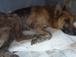 Illustration de l'article : La course contre la montre pour retrouver un Berger Allemand, enseveli sous du sable et une dalle de béton