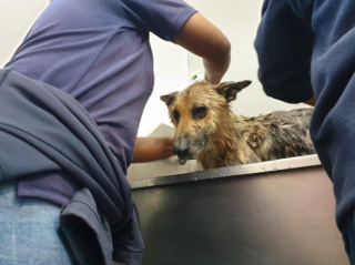 Illustration de l'article : La course contre la montre pour retrouver un Berger Allemand, enseveli sous du sable et une dalle de béton