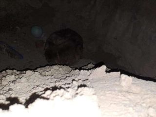 Illustration de l'article : La course contre la montre pour retrouver un Berger Allemand, enseveli sous du sable et une dalle de béton