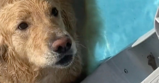 Illustration de l'article : Ce Golden Retriever adore l’eau et refuse de sortir de la piscine malgré les demandes répétées de ses maîtres